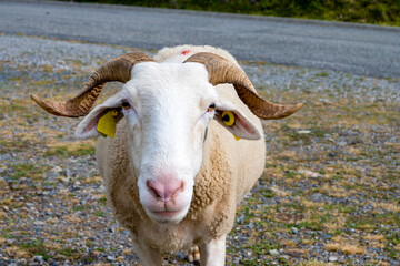 cute bighorn sheep looking over me