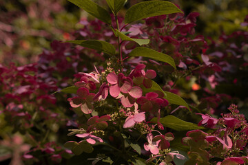 close up of colorful purple pink flowers between green leaves