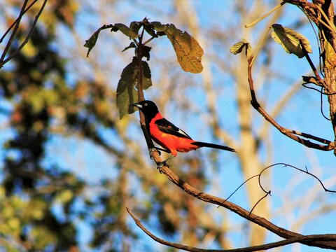 bird on a branch
