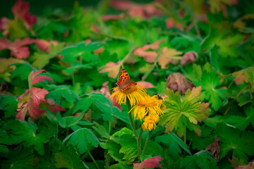 close up of colorful flower between green leaves with a butterfly