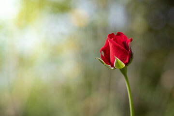 Fototapeta premium Roses in the garden