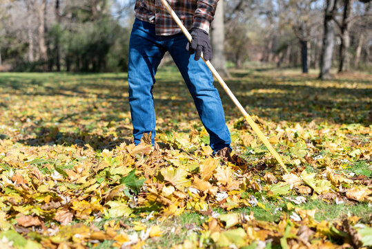 Man raking leaves in autumn - 3/4 view