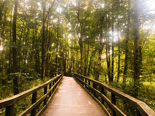 Boardwalk in a densely overgrown forest in the evening sun