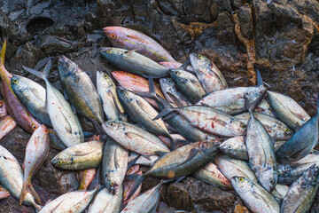 Catch of the day. Many Yellow tail Snapper and Blue runner scad fish drying under the sun at the local street food market at beach