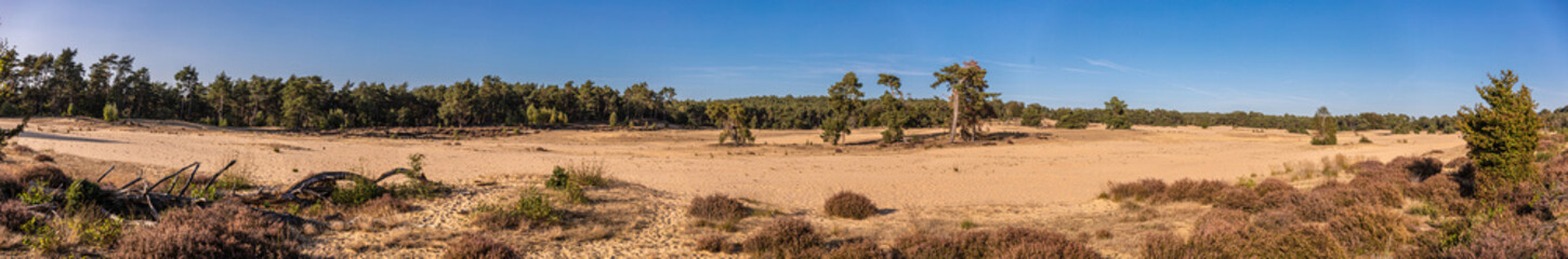 Fototapeta na wymiar Zandverstuiving op het Rozendaalseveld
