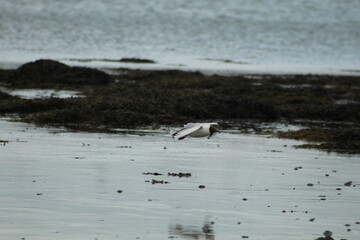 flying black headed herring gull