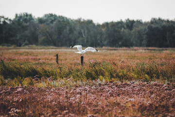 Seagull on a log on a colorful flower meadow