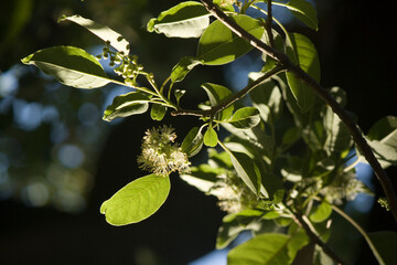 Fototapeta premium primer plano de hojas verdes de árbol con luz de sol rasante con sombras laterales 