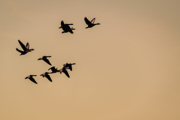 Fototapeta na wymiar Swarm of flying ducks in the evening sky