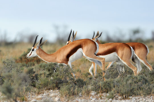 Springbok Rabbit รูปภาพSpringbok – เลือกดูภาพถ่ายสต็อก เวกเตอร์ และวิดีโอ24,899 | Adobe ...