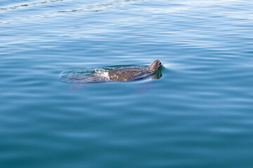 A large leatherback turtle swimming in the cold atlantic ocean. The closeup of the reptile shows its brown textured shell with two fins and a short head. The animal is underwater and swimming away.