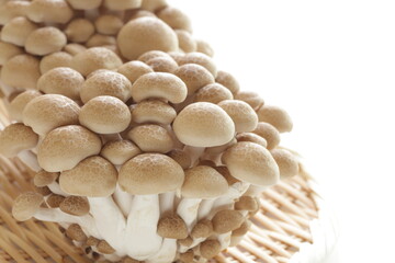 Japanese food ingredient, Shimeji mushroom with copy space