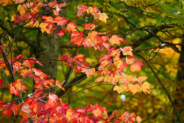 autumn leaves in the park