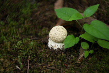 Tokyo,Japan-September 20, 2020: Swirly bokeh--Young fruit body of Isolated Amanita pantherina on dead leaves
