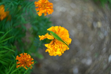 Tokyo,Japan-September 18, 2020: Swirly bokeh--A grasshopper on marigold flower 
