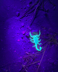 Shooting scorpions at night in ultraviolet light