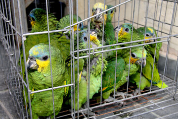 eunapolis, bahia / brazil - february 26, 2008: baby parrot seized from the hands of an animal...