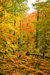 Colorful trees in early fall. 