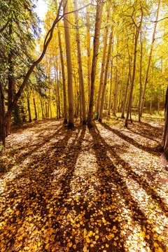 autumn in the forest