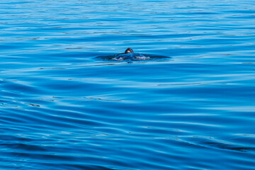 A large leatherback sea turtle or marine turtle swimming in the blue atlantic ocean. The reptile has its head out of the water with its long fins on top of the water moving away from the camera.