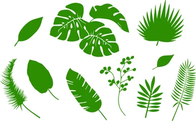 Fototapete Tropische Blätter Vektorsatz tropische grüne Palmblätter lokalisiert auf weißem Hintergrund