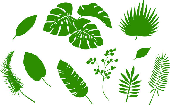 Vector set of tropical green palm leaves isolated on white background