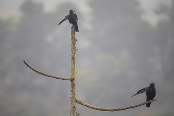 Pair of Crows Doing Synchronized Preening on a Smoky Marsh Snag