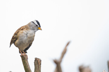 White Crowned Sparrow in Comical Perched Position