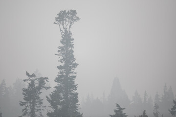 Tall Unusual Fir Tree in a Smoky Forest