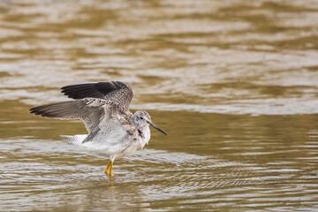 Greater Yellowlegs Shorebird Stretches Wings While Wading ain a Marsh