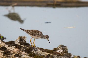 Greater Yellowlegs Shorebird Exploring Floating Log in a Marsh