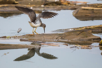 Greater Yellowlegs Shorebird Exploring Floating Log in a Marsh
