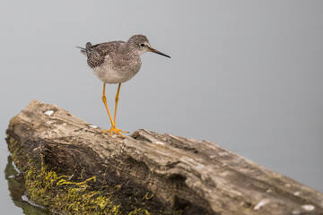 Greater Yellowlegs Shorebird Exploring Floating Log in a Marsh