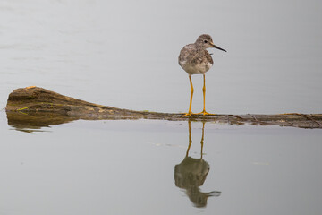 Greater Yellowlegs Shorebird Exploring Floating Log in a Marsh