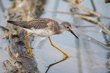 Greater Yellowlegs Shorebird Exploring Floating Log in a Marsh