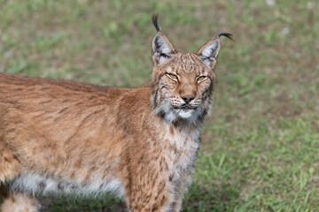 Boreal Lynx in the Nature Park of Cabárceno, Spain