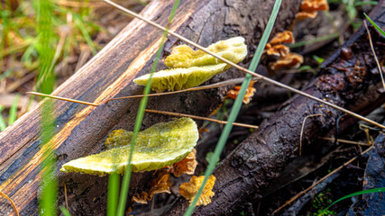 mushroom on a tree
