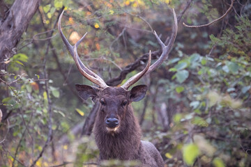 A samba deer with impressive antlers stares at the camera.