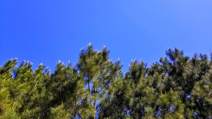 Blue sky and evergreen trees.