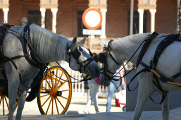 White Horses are Smelling each Other with his Cart in Sevilla, Andaluc&iacute;a / Spain