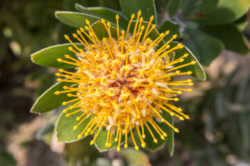 flowers blossoming in garden