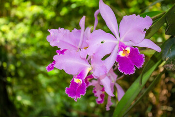 Beautiful purple orchid flower (Orchidaceae)