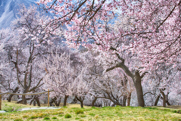 cherry tree in bloom
