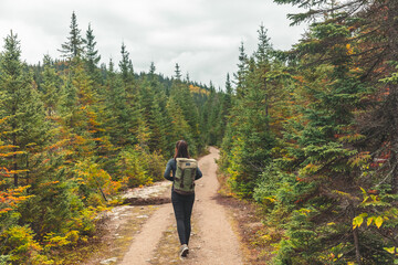 Canada hiker travel woman walking on trail hike path in forest of pine trees. Canada travel...