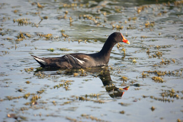 Common Moorhen in a Florida Lake