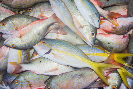 Fresh Fishes just taken from the water to Fish Market. Sea Food backgrounds