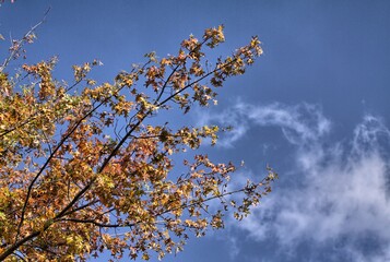 roble y cielo