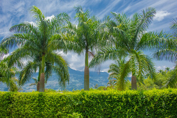 Fototapeta na wymiar Palm trees and tropical plants on blue sky natural background. 