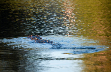 Alligator Swimming in Florida Lake at Sunset