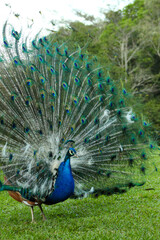 Fototapeta premium peacock with feathers